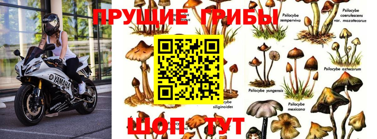 Псилоцибиновые грибы MAGIC MUSHROOMS  Вход с VPN  Якутск  Галлюциногенные грибы Psilocybine cubensis 